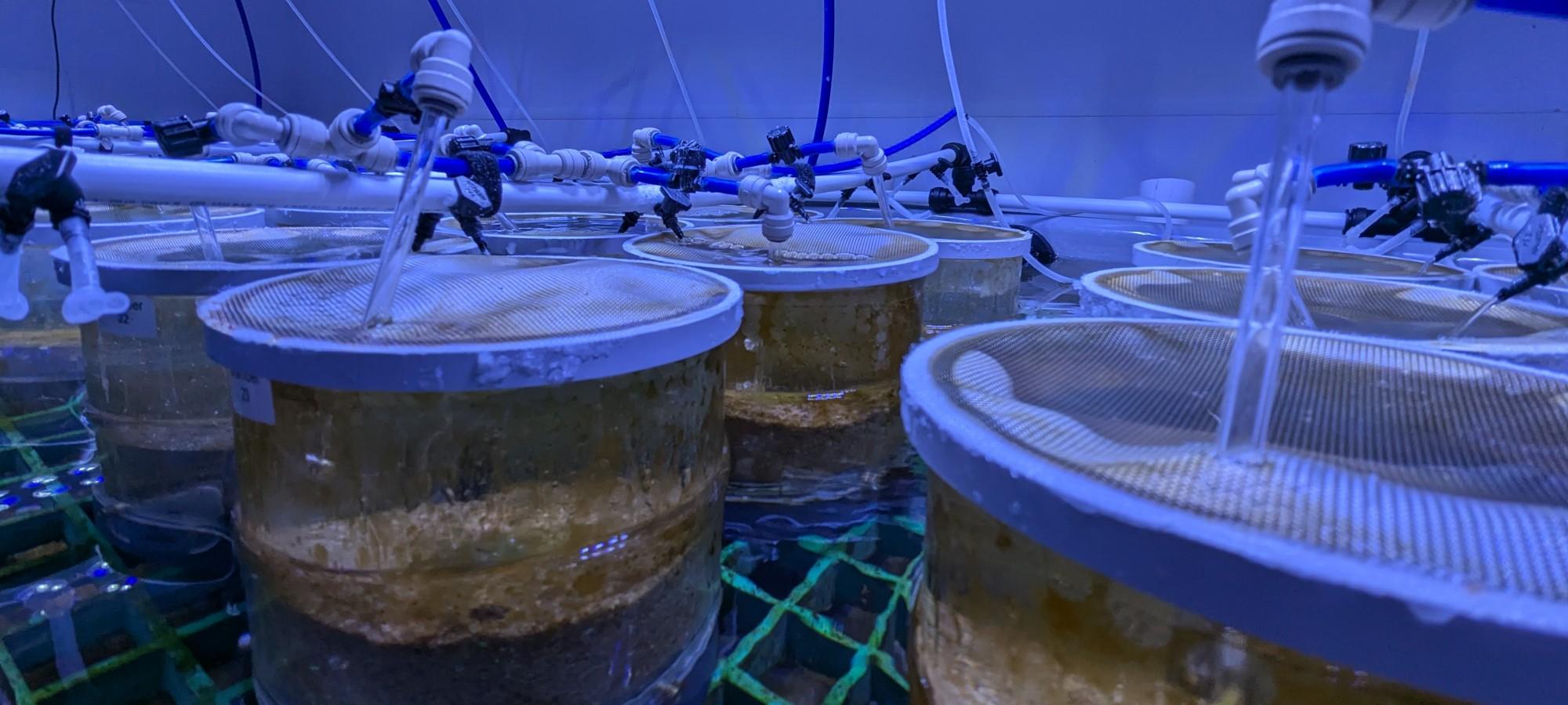 glass jars sitting in water in a large aquaria