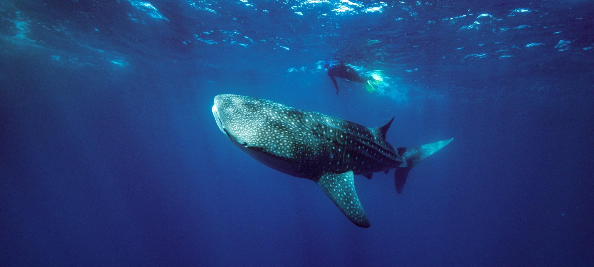 A diver swims above a large whale shark