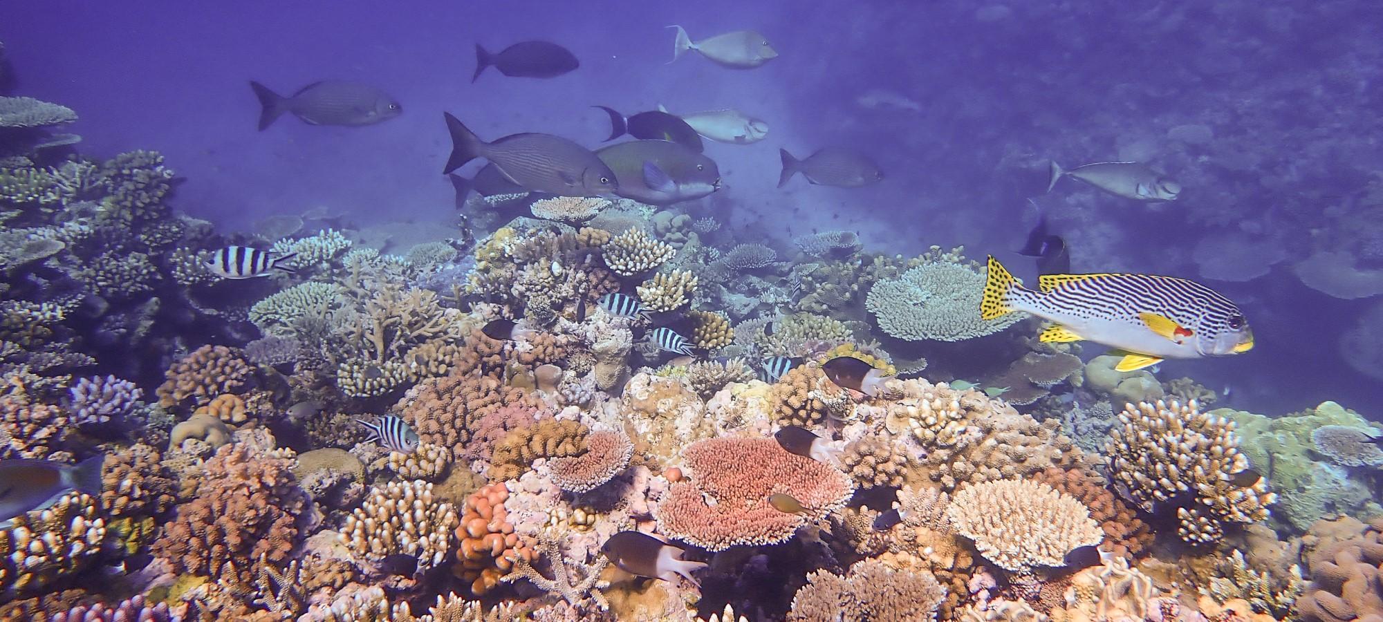 Great Barrier Reef fish evidence suggests shifts in major global