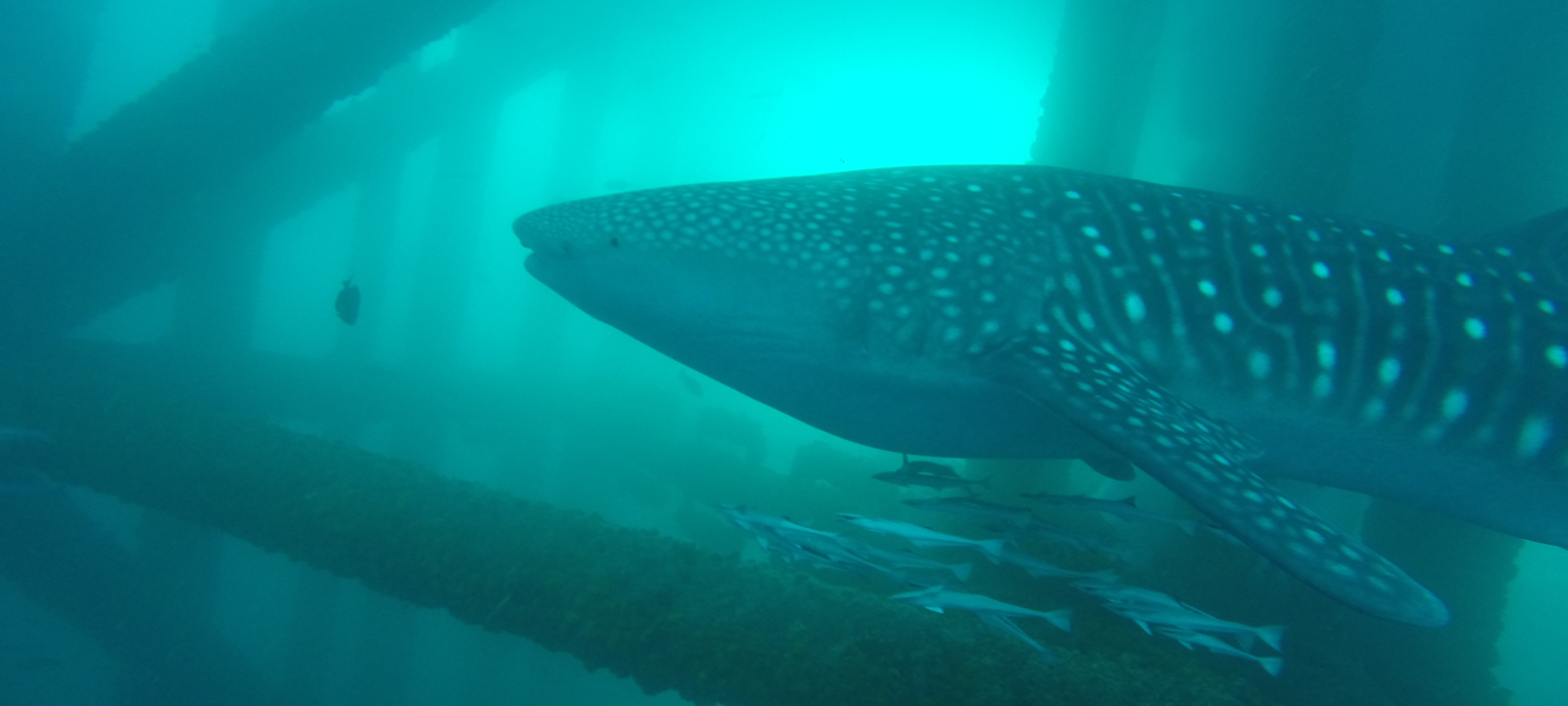A whale shark swims through a man-made structure underwater