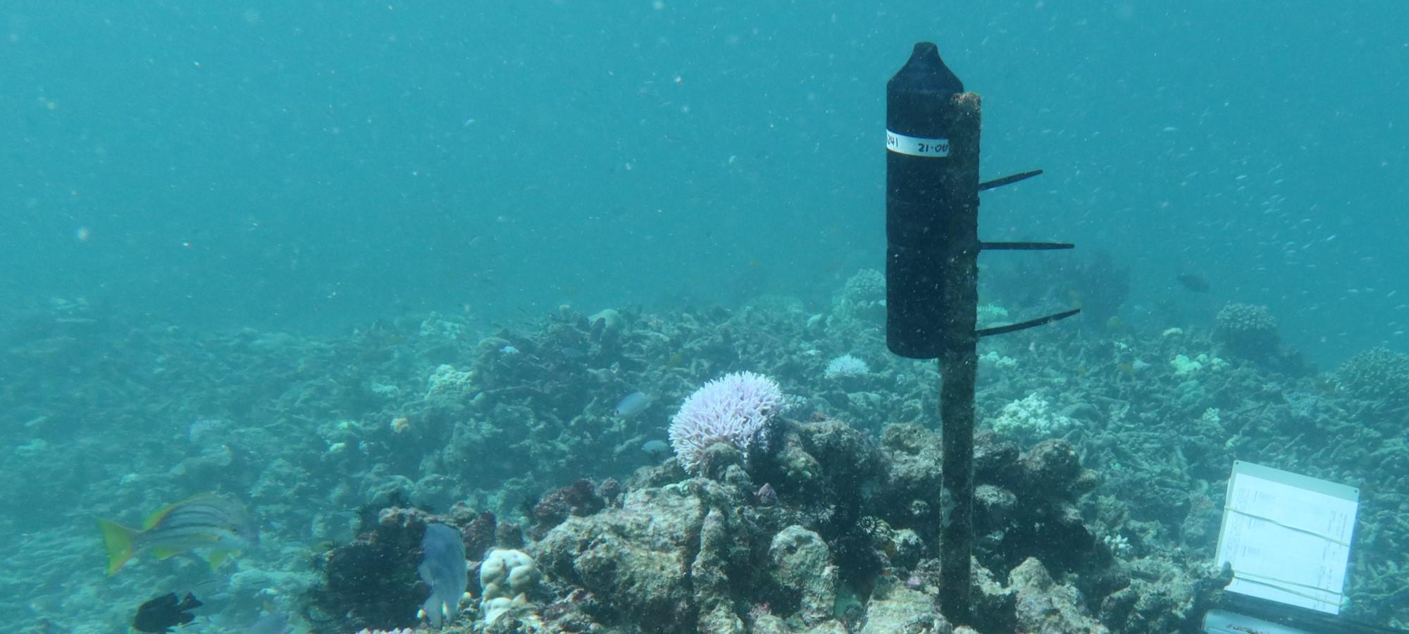 Getting to know marine life better thanks to enhanced animal tracking ...