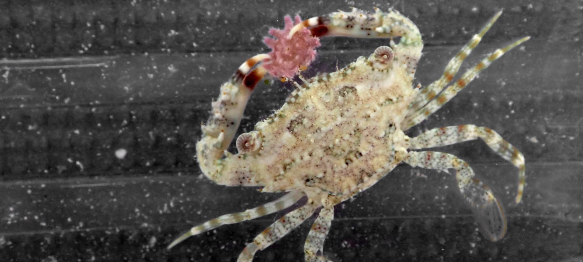 Close up image of a small crab feeding on a juvenile crown-of-thorns starfish