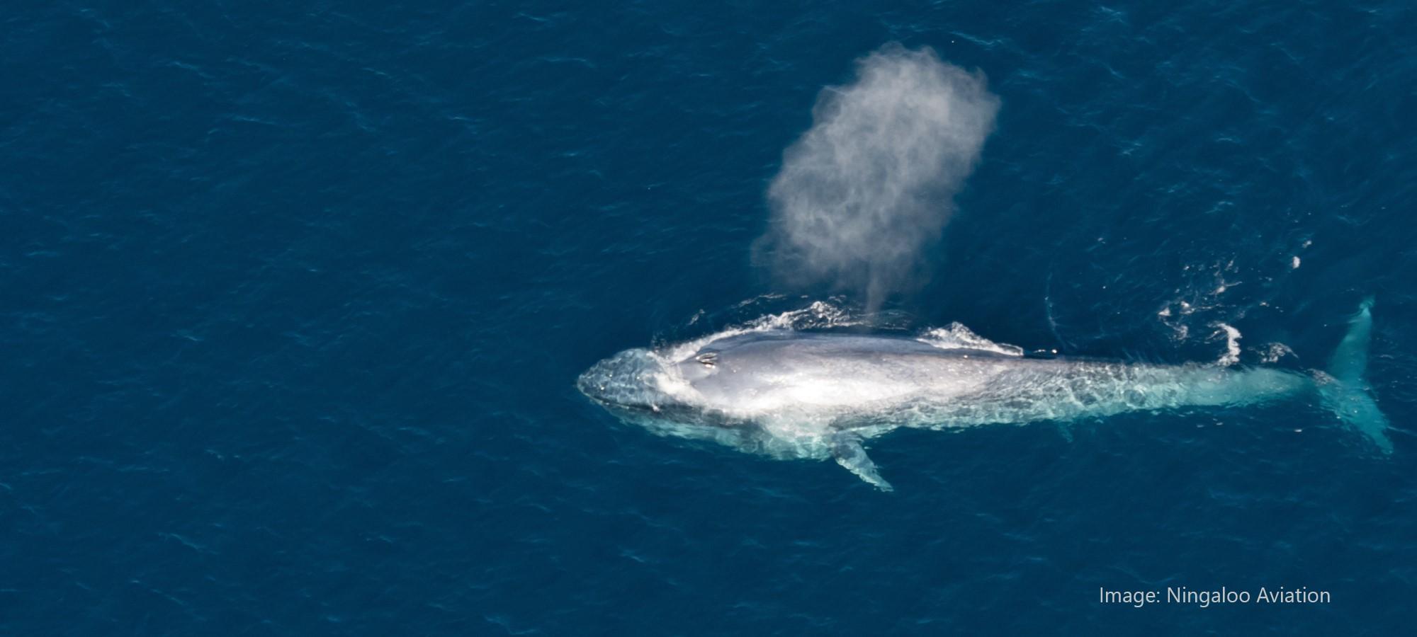 a large whale at the surface of the water with a condensation cloud above it, travelling right to left. Photo is taken from above.