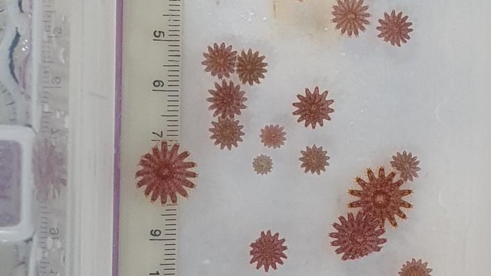 Several juvenile crown-of-thorns starfish are pictured against a ruler, showing their small size