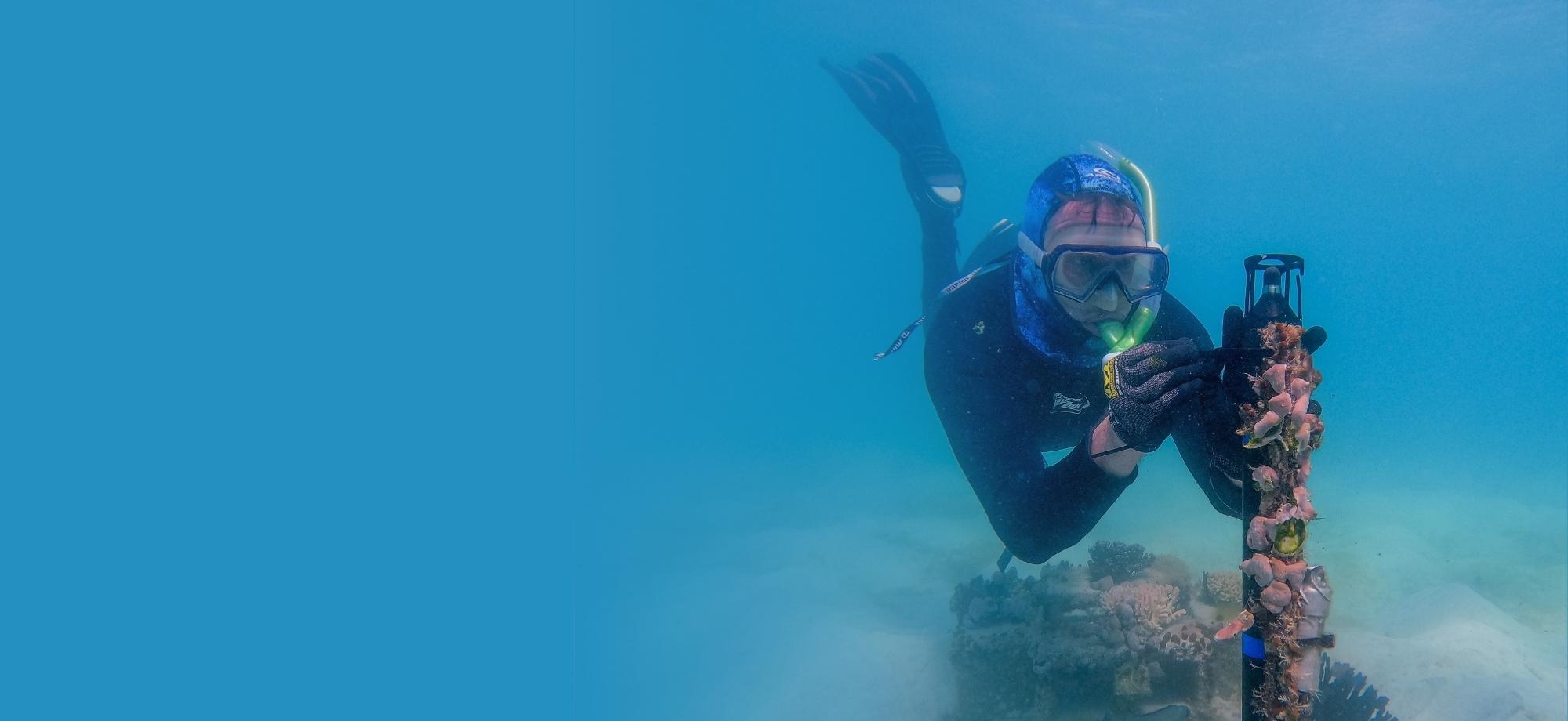 a person on scuba gear is underwater, fixing a piece of equipment to a short pole which is covered in marine life