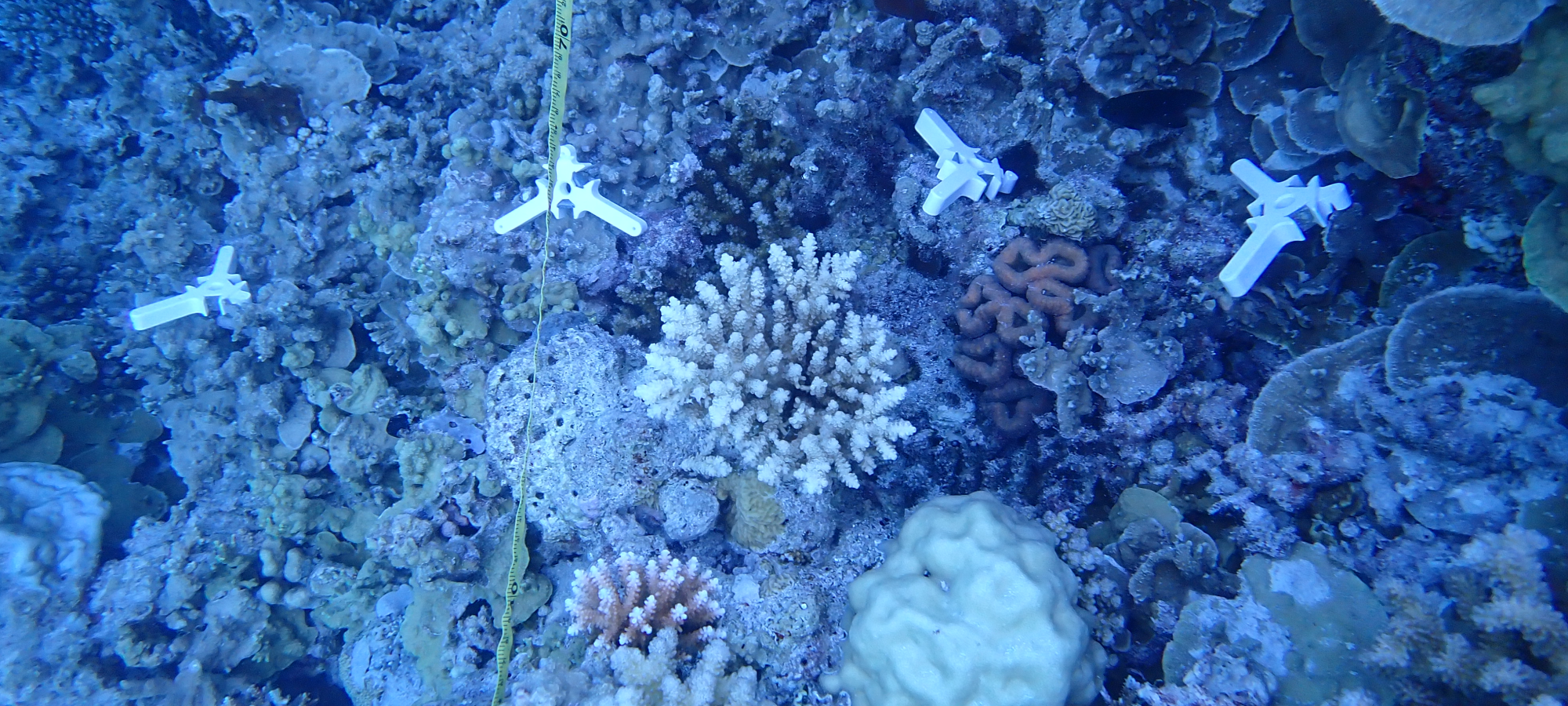 Overhead view of a coral reef with three-pronged white ceramic devices placed on them. The devices are loaded with young corals