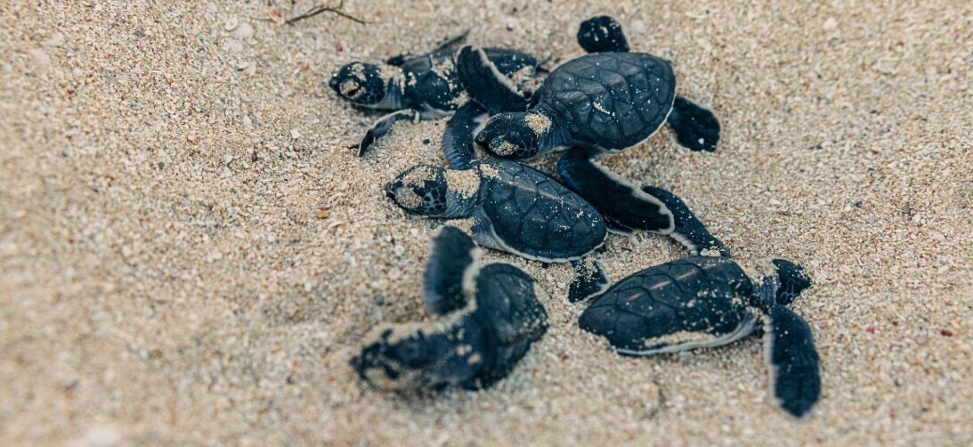 Baby green sea turtles