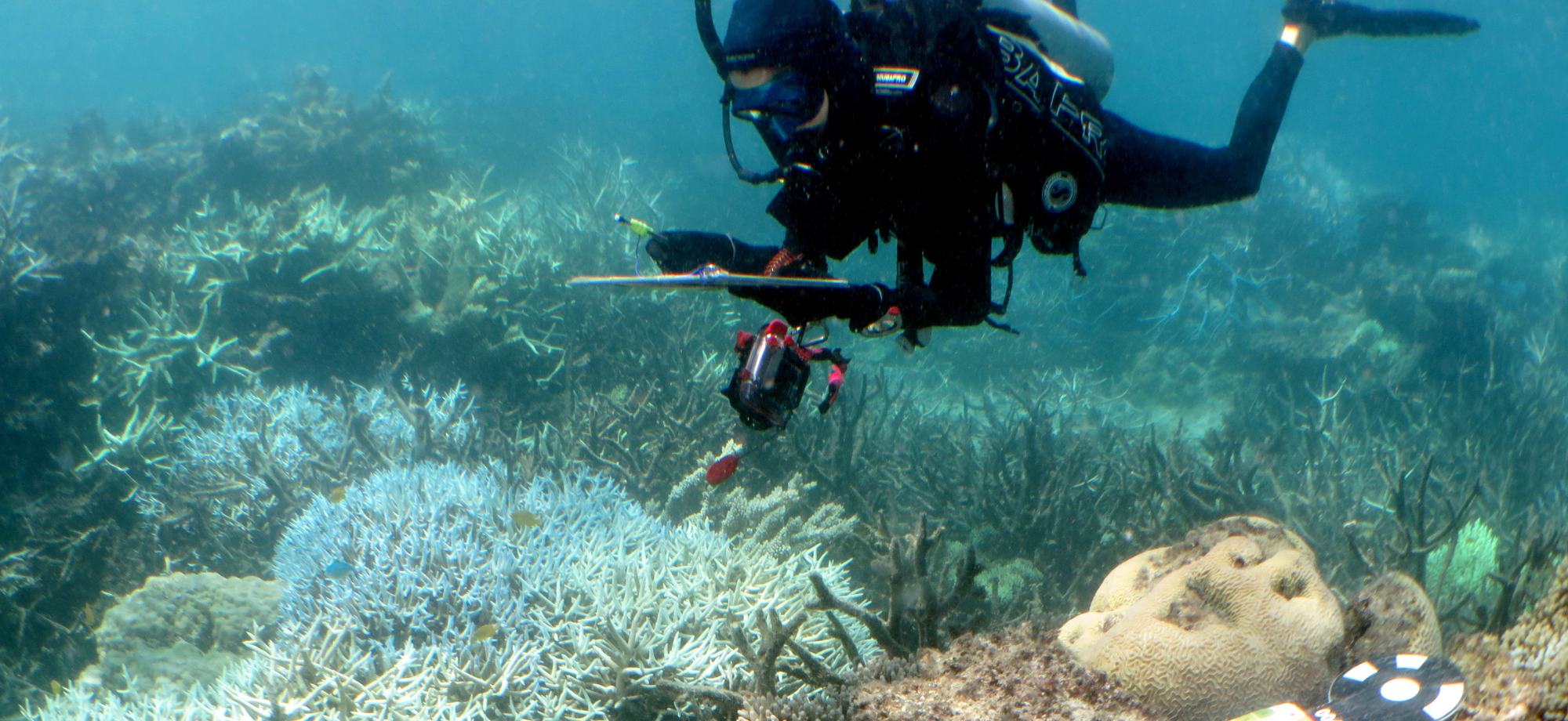 SCUBA-diving scientist observing corals