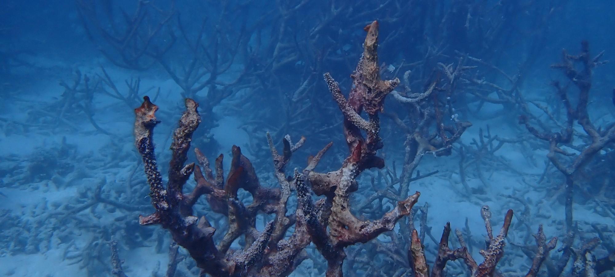 branching corals 