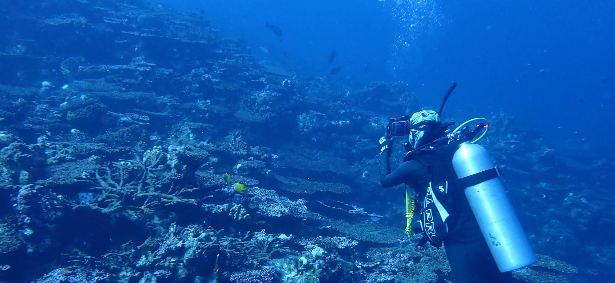 Diver surveys coral bleaching and mortality at Rowley Shoals, WA