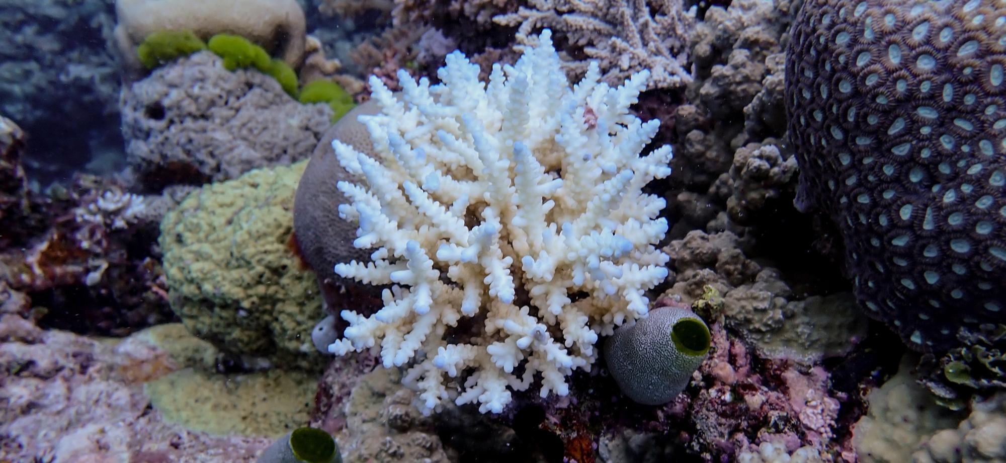 Minor bleaching of Acropora coral on Great Barrier Reef