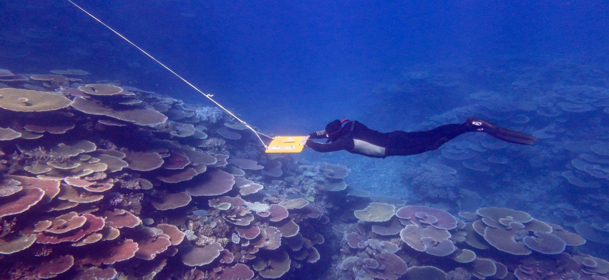 Scientist conducts manta tow survey on Great Barrier Reef
