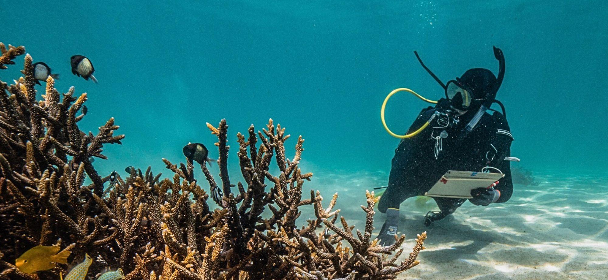 A scuba diver is underwater near a coral reef, holding a clipboard and appearing to take notes or make observations. The diver is wearing full scuba gear, including a mask, fins, and a tank with yellow hoses. Several small fish are swimming around the coral reef in the foreground. The water is clear and blue, with sunlight filtering through from above.