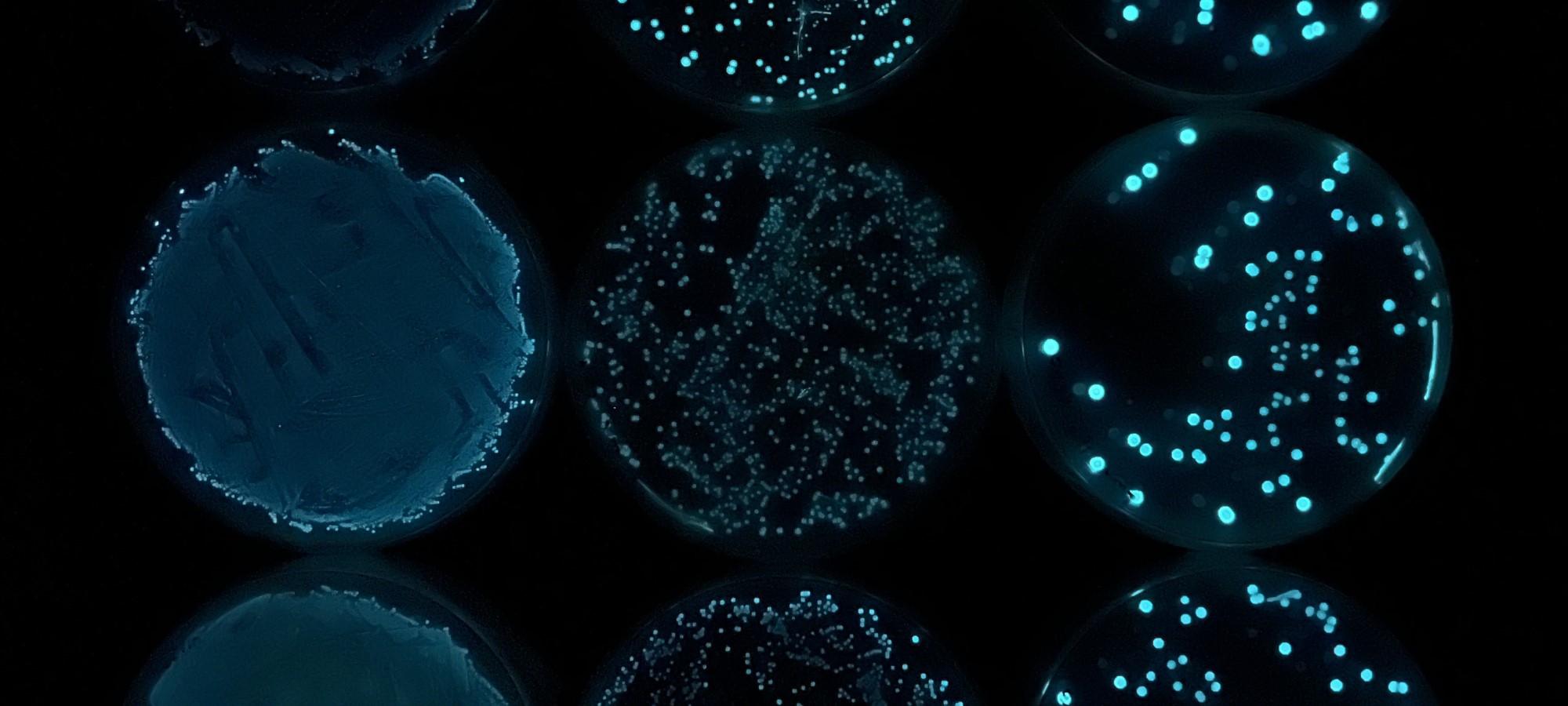 A close up of bacterial cultures captured under the microscope