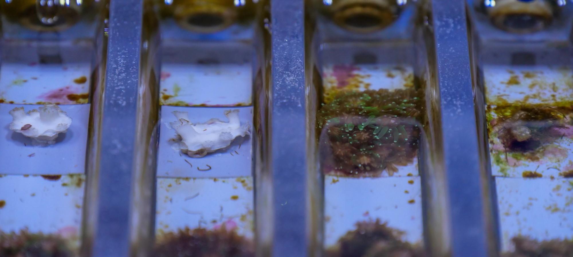 Small fragments of coral - some white, some multicoloured - are arranged in a line and separated by dividers