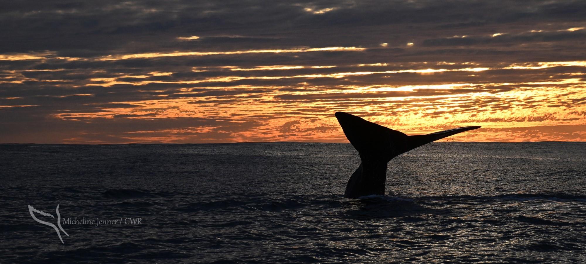 A whale's tail is silhouetted at sunset
