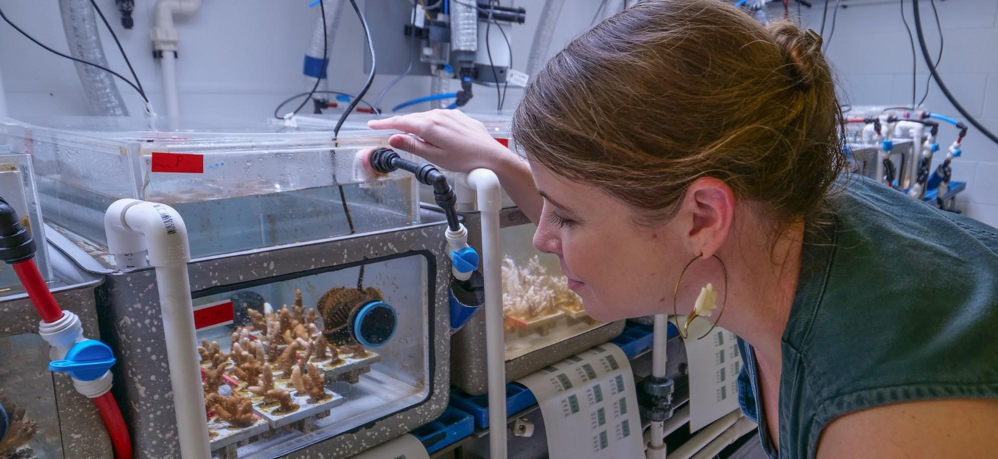 Scientist looks at corals in tanks