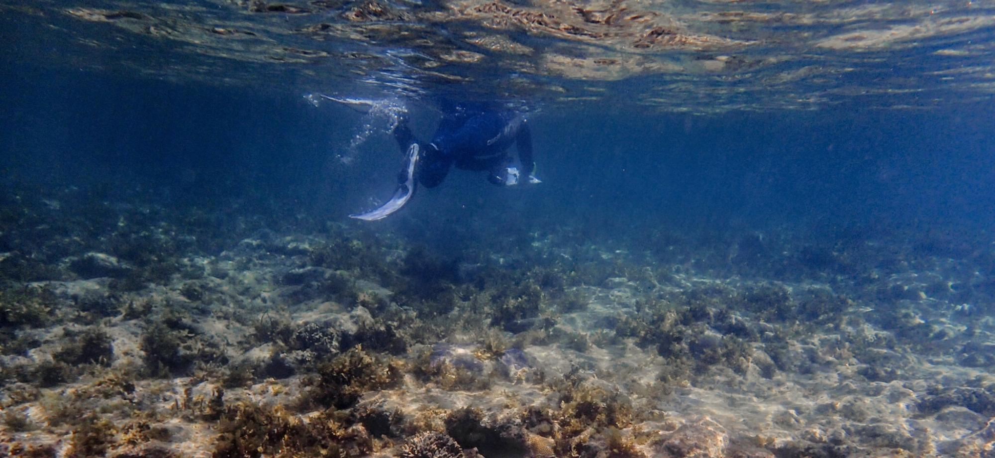 Snorkeller swimming over macroalgae and coral
