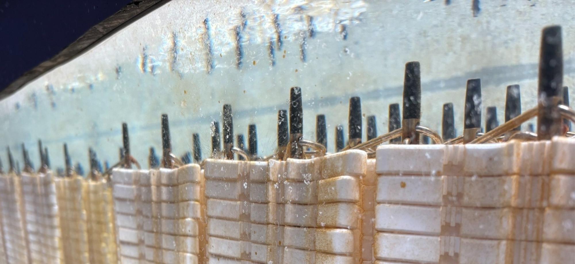 Hundreds of coral seeding devices in a tank