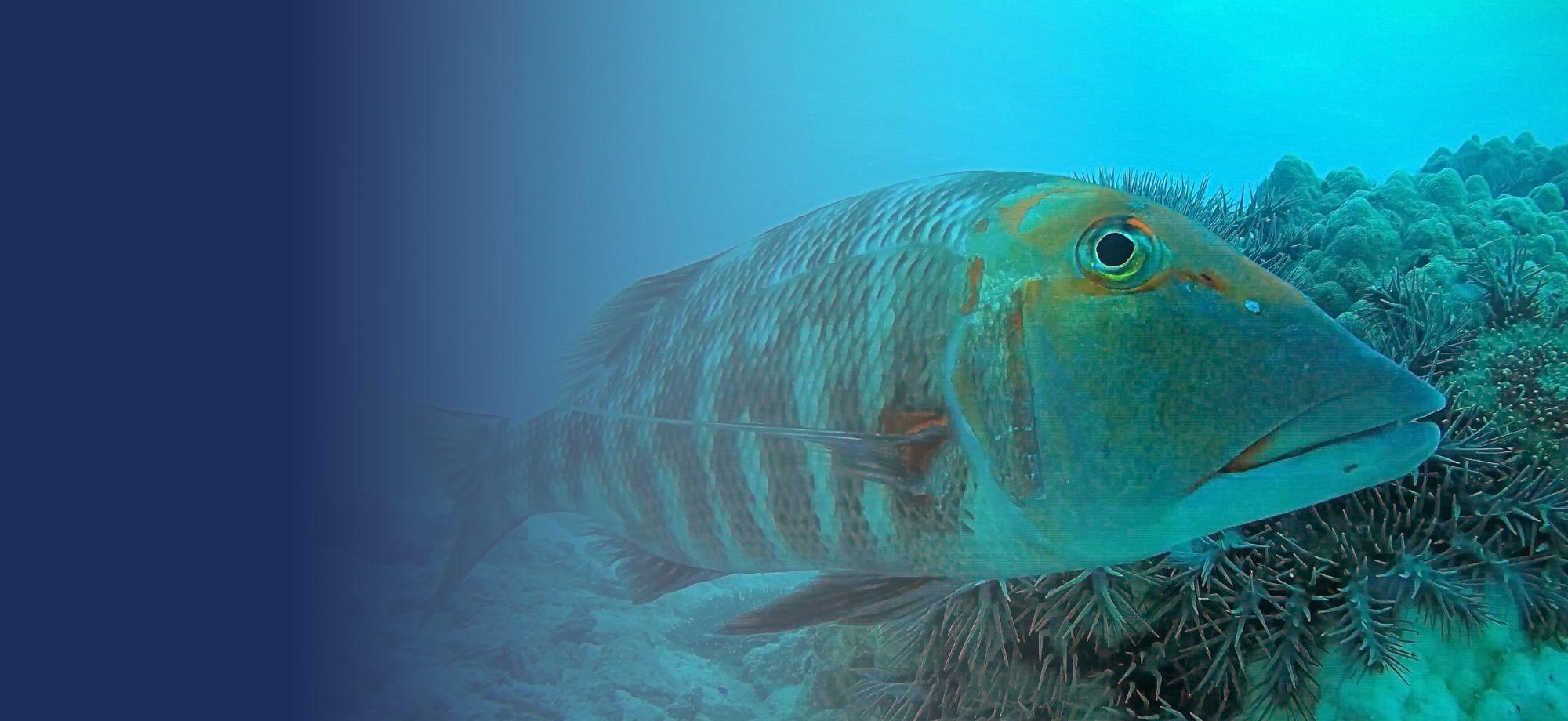 a large fish eyeballs the camera. the fish is in front of a large group of starfish on a small coral head