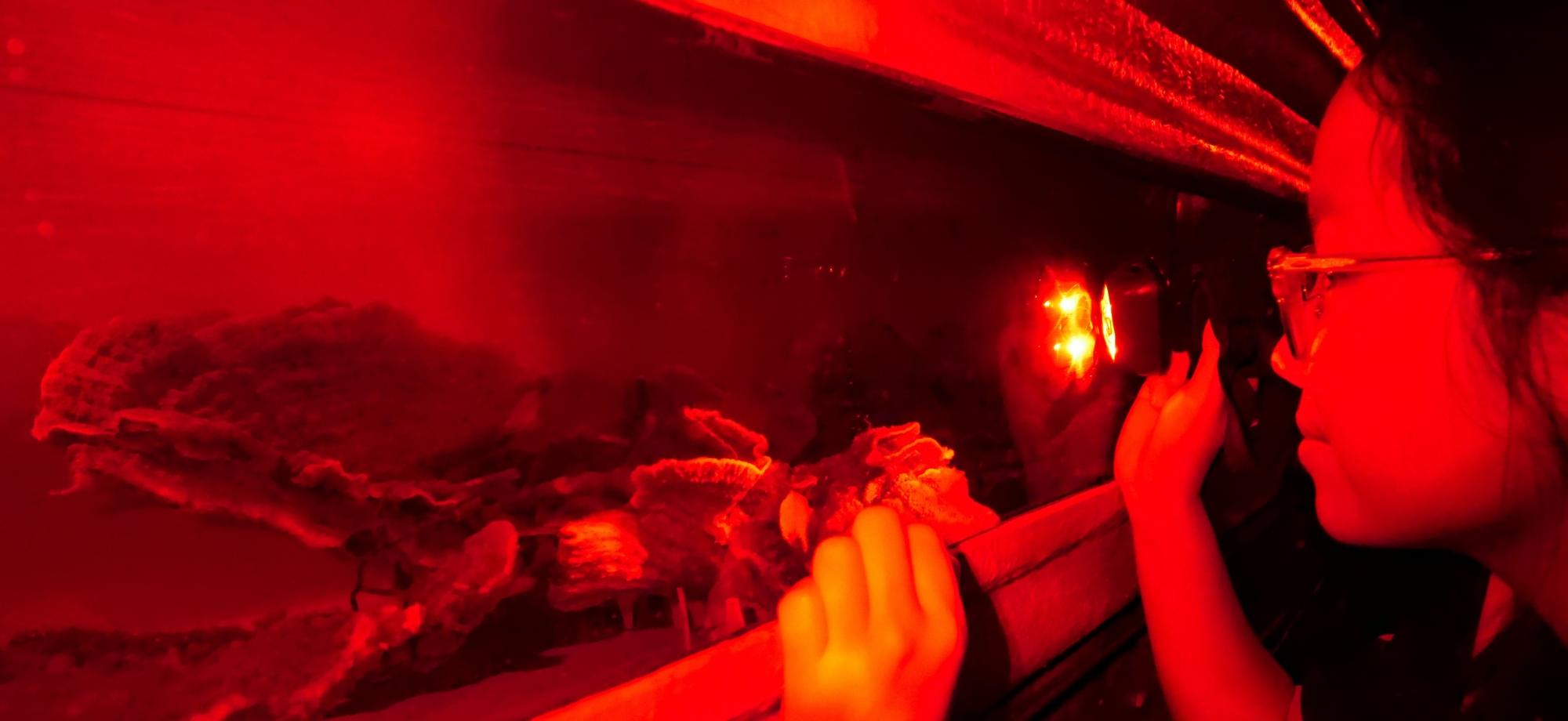 Scientist looks into coral tank with red light