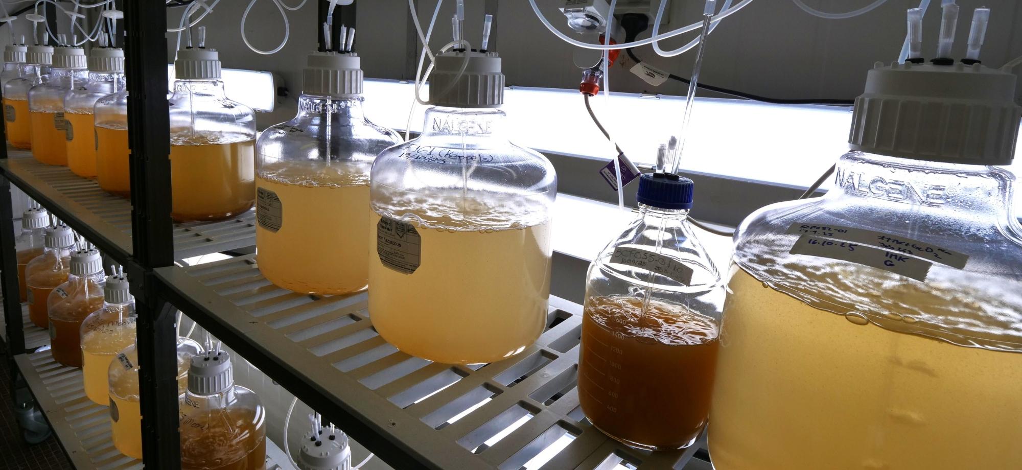 Jars of coral symbiont algae in culture