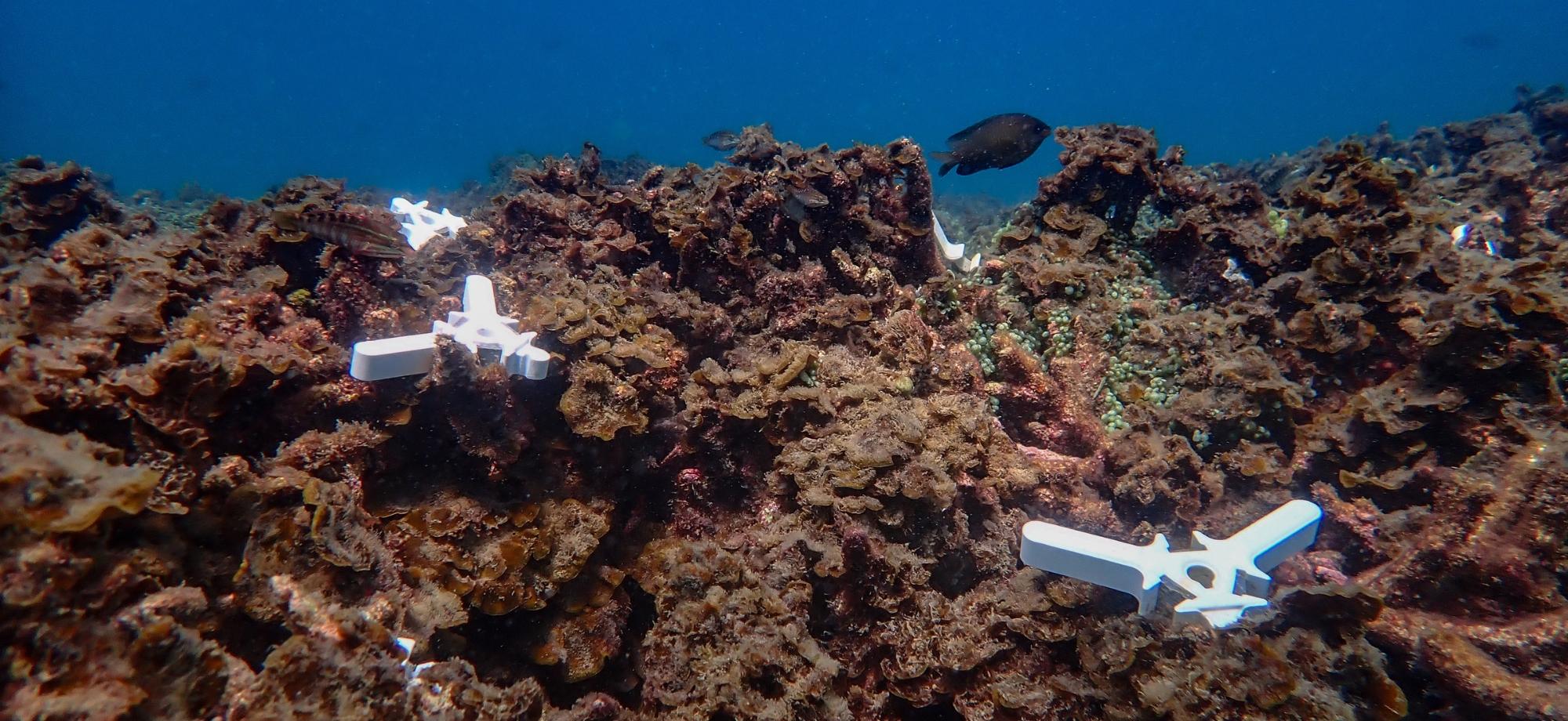Coral seeding devices on seafloor rubble