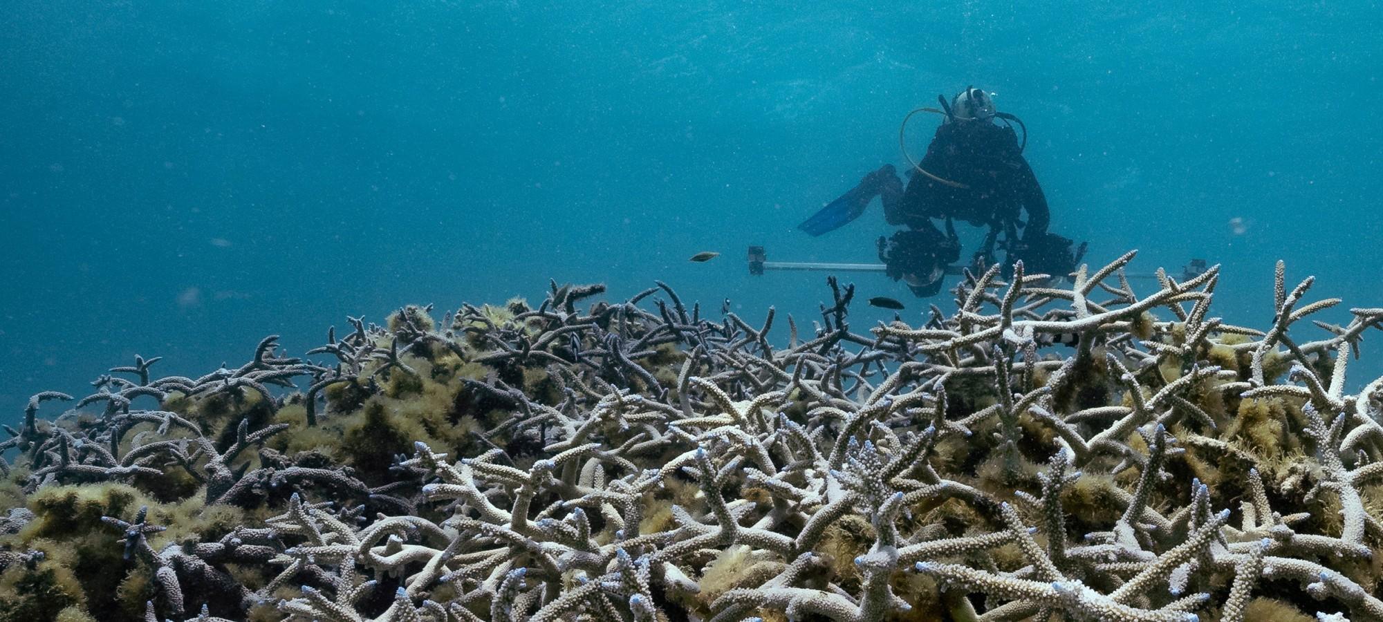 A diver with photography equipment swims over branching corals