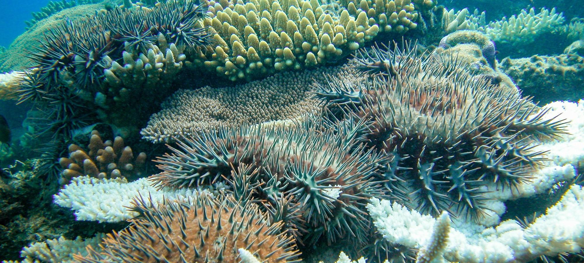 An underwater image showing spikey creatures known as crown-of-thorns starfish on a coral reef