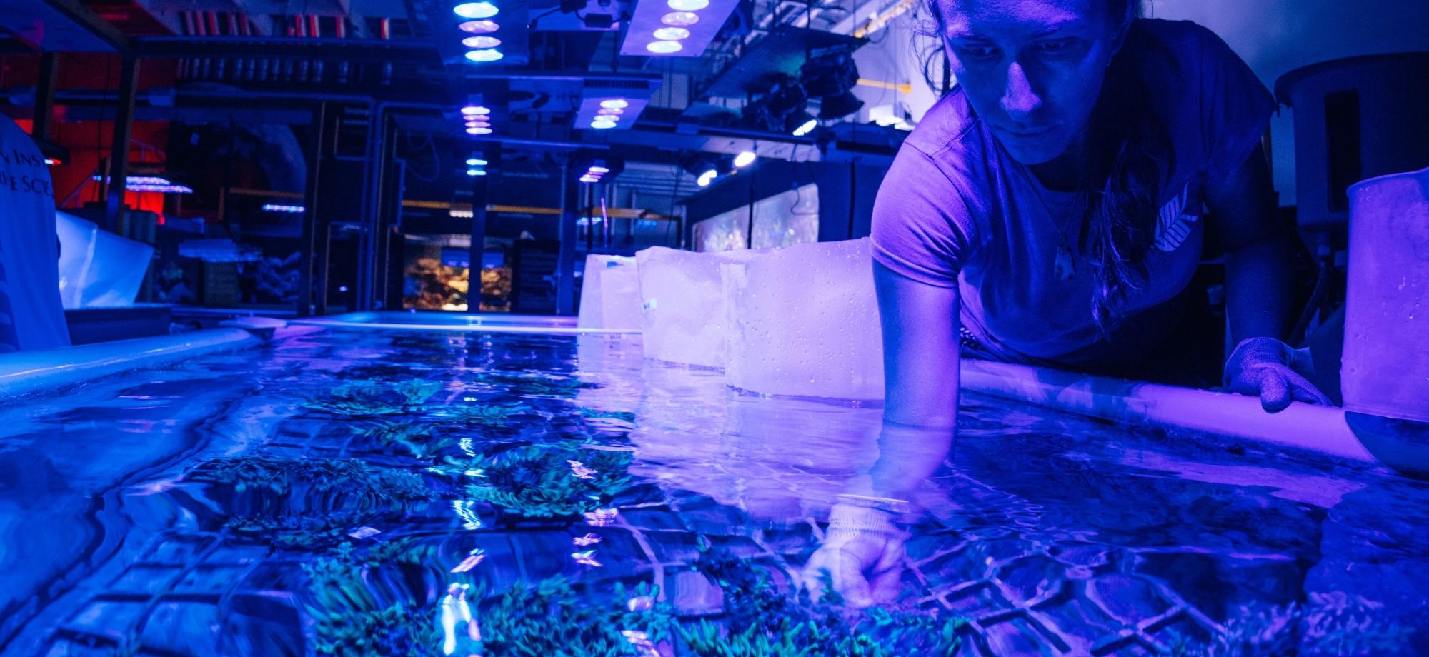 Scientist in coral aquaculture facility