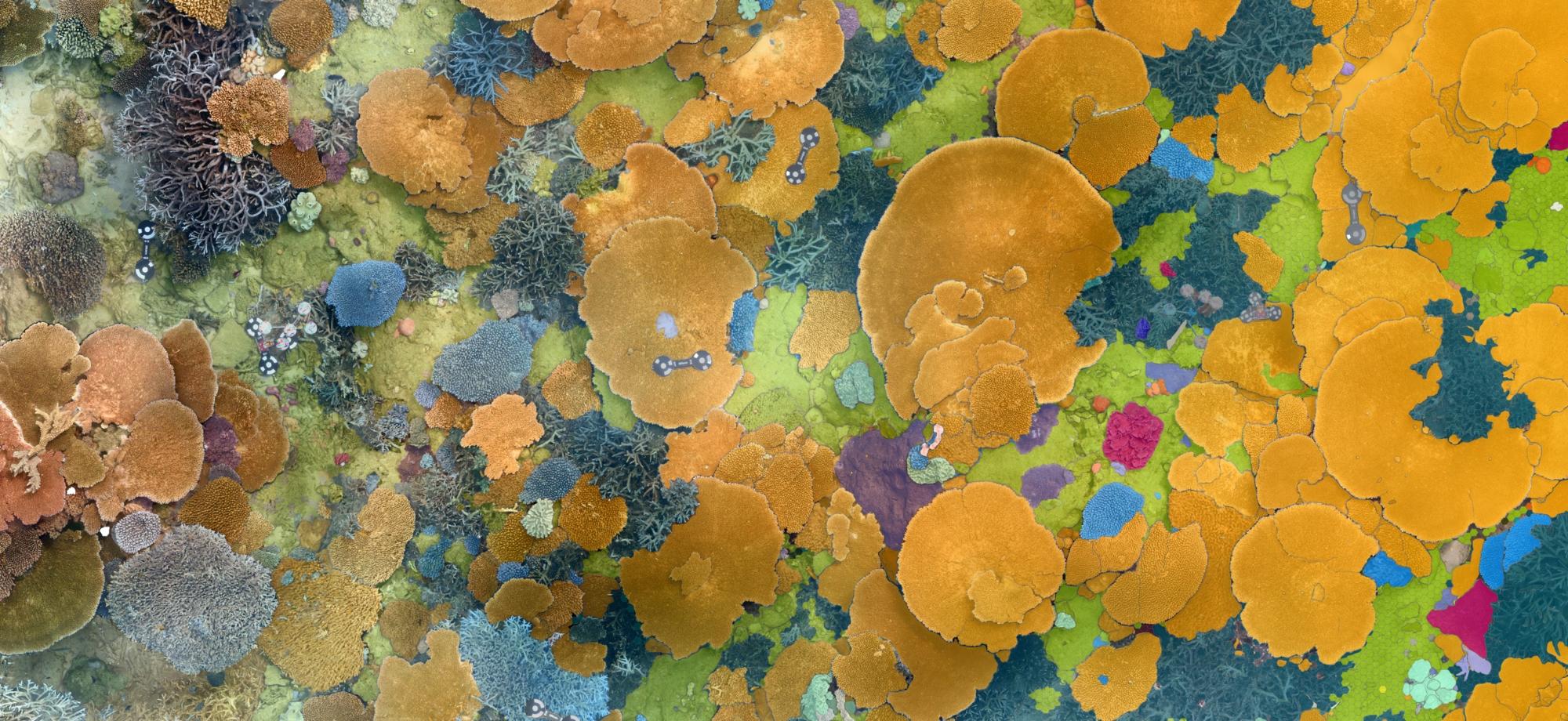 Overhead photo of colourful plate corals with photogrammetry instruments