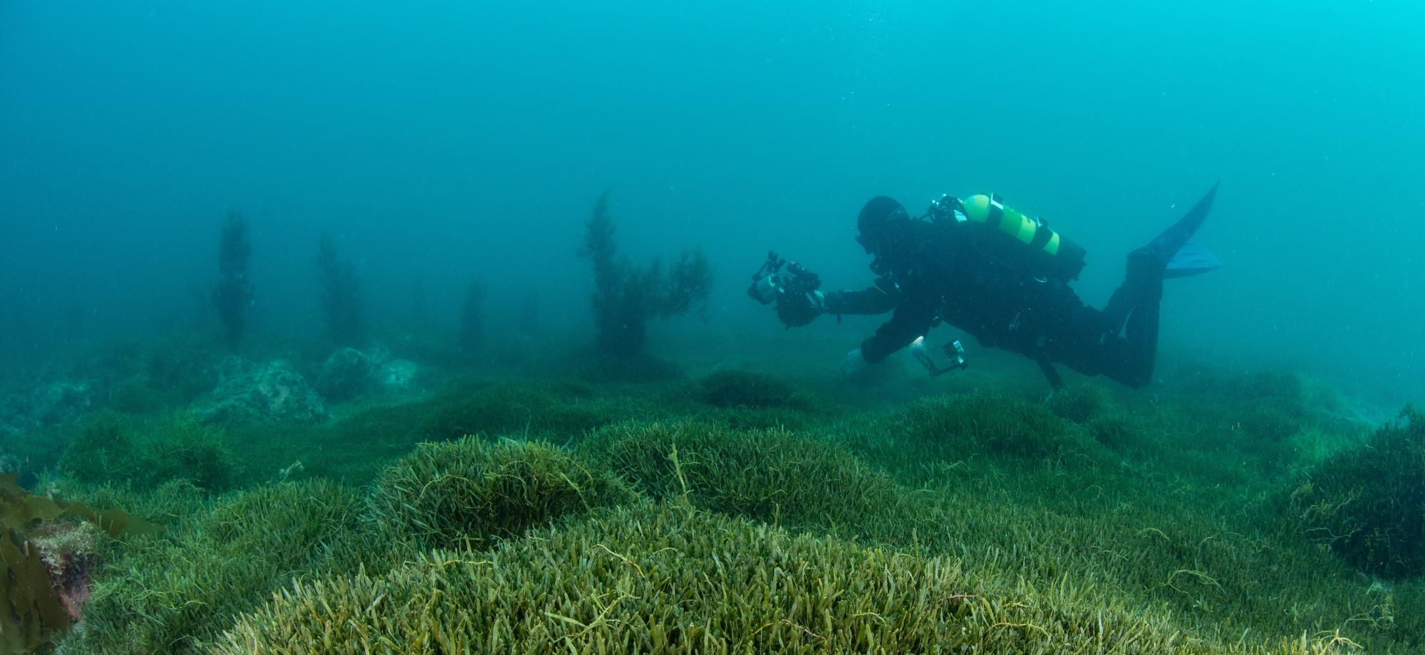 A diver surveys a bed of invasive Caulerpa seaweed