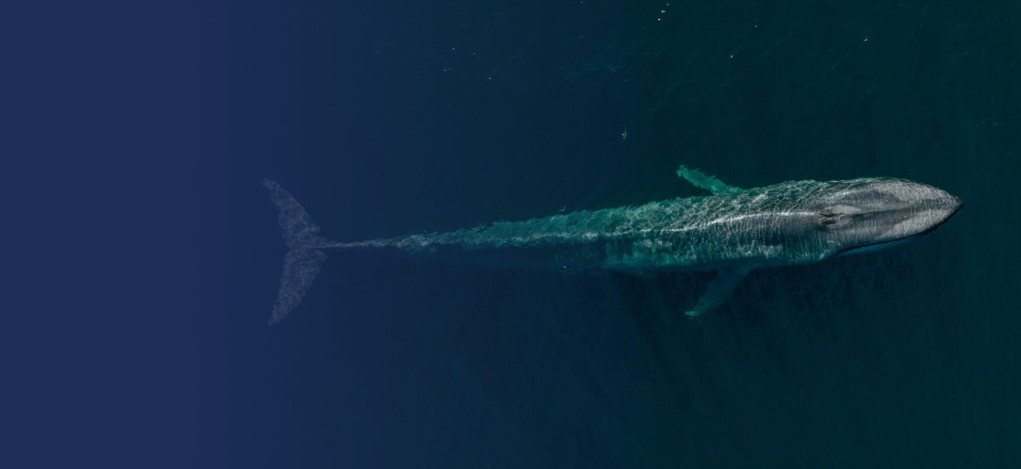 A view of a large pygmy blue whale just under the surface of the ocean