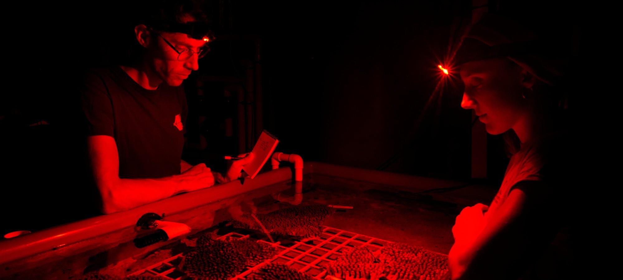 Two people stand over a tank filled with corals under red light