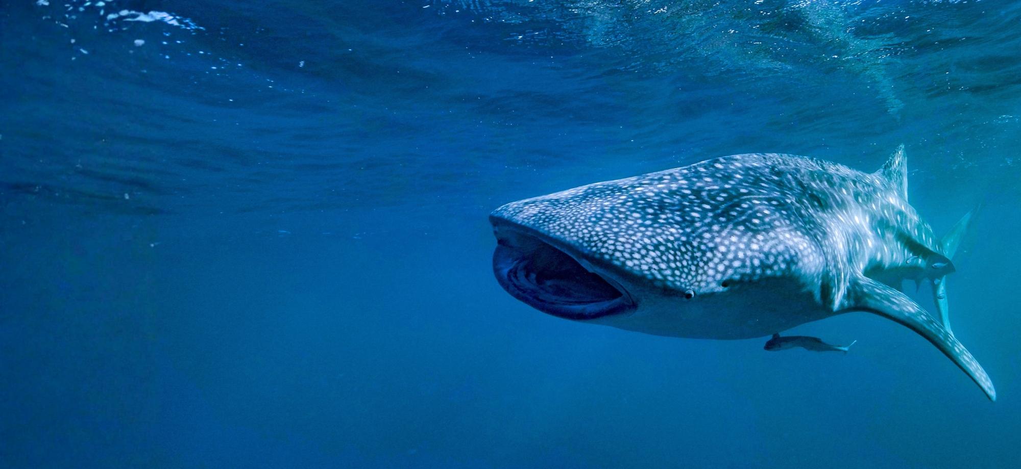 Whale shark with open mouth