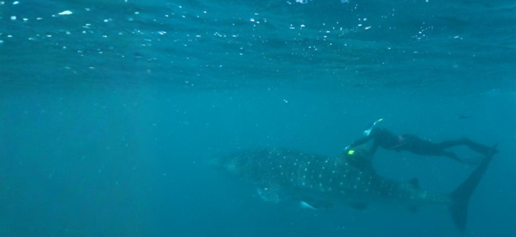 Scientist diver fixing camera to whale shark fin