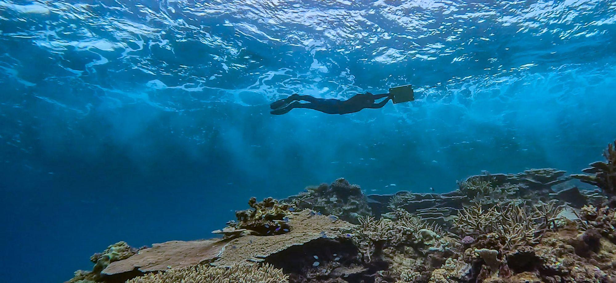 Photo of a snorkeller towing a survey board across shallow reef habitat. Viewed underwater, the person swims near the surface above a coral reef with branching and plate corals, illustrating marine monitoring and reef survey work.
