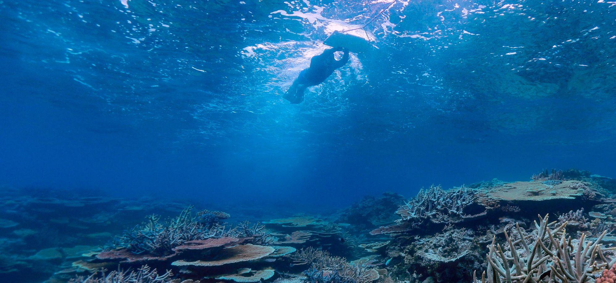 Photo of a snorkeller towing a survey board above a coral reef. Viewed from underwater, the swimmer moves near the surface over plate and branching corals in clear blue water, illustrating reef monitoring and long-term coral reef survey activities.