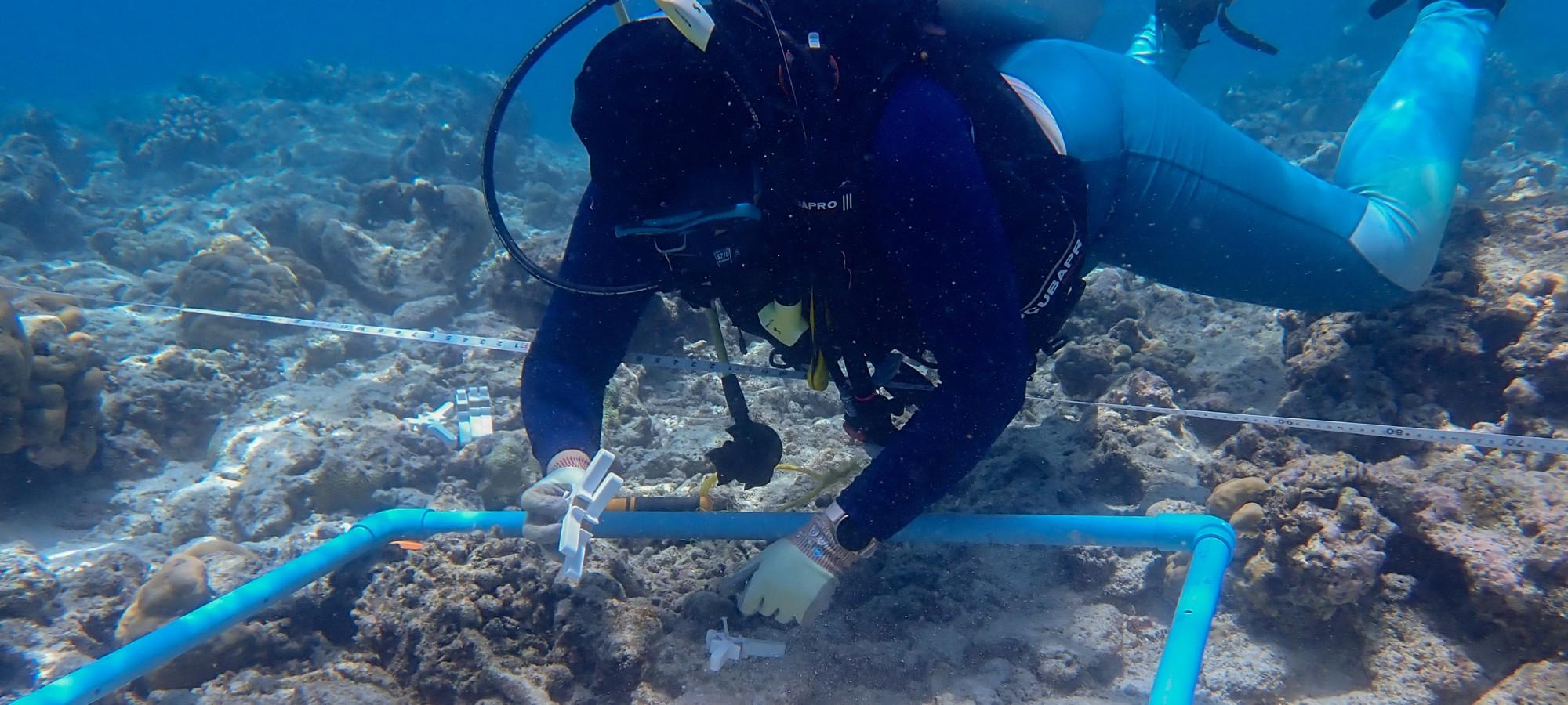 A diver places white devices into an area of coral reef marked by a blue quad