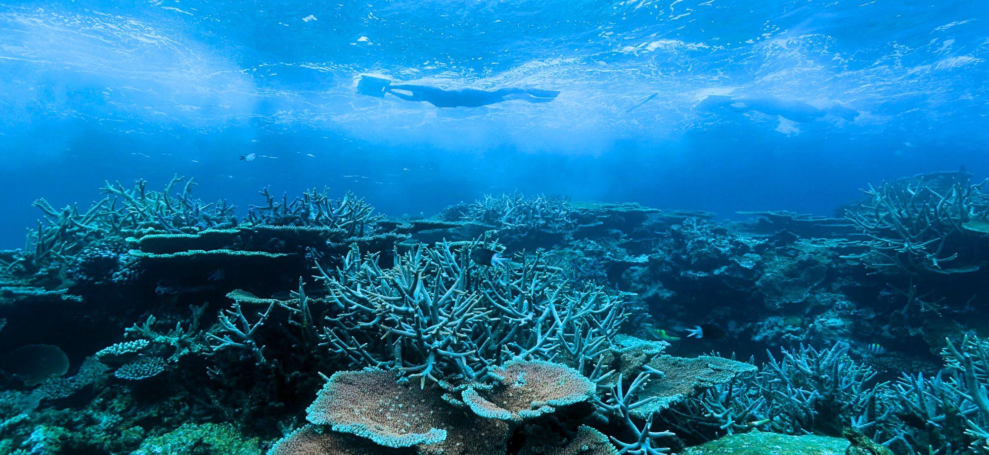 Underwater photo of two snorkellers with manta boards at the water's surface, with a reef underneath