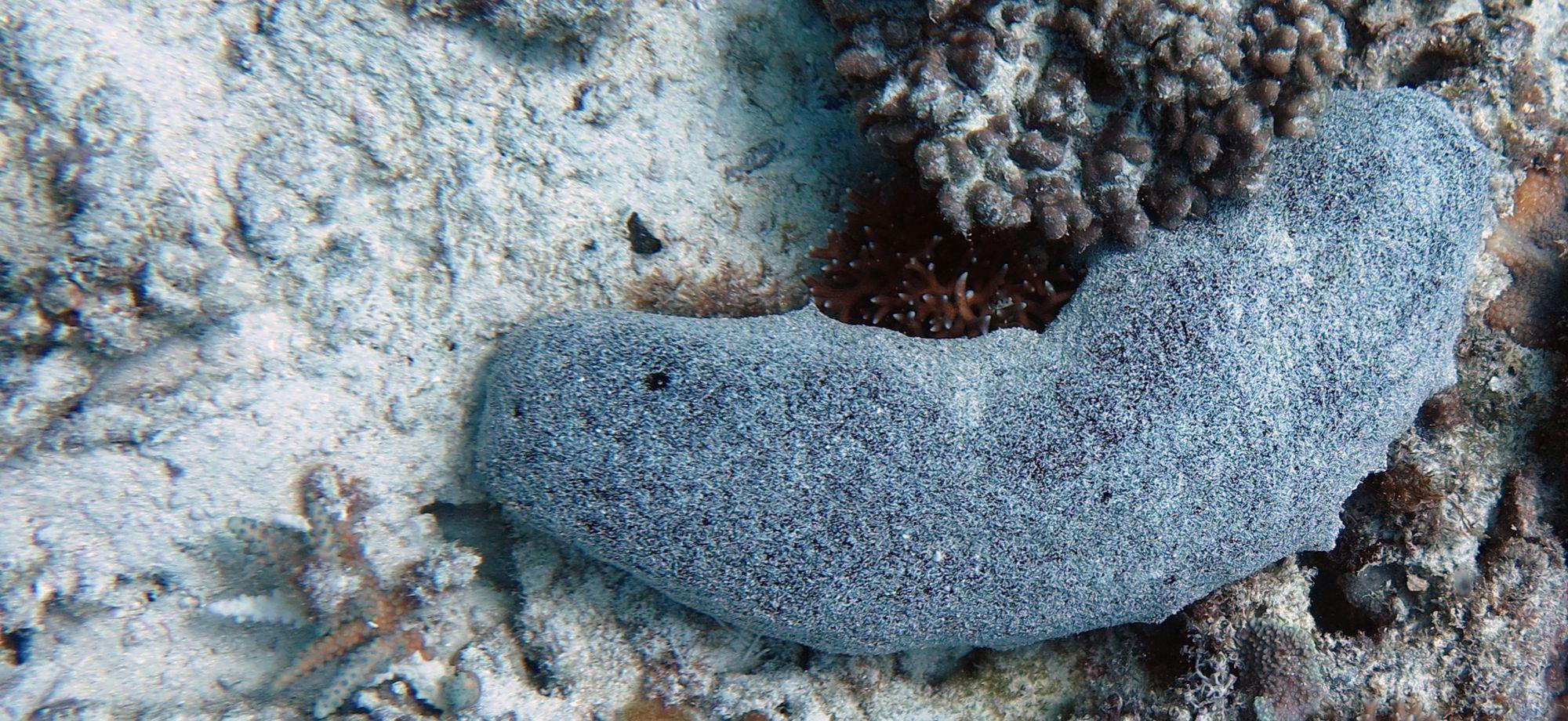 Black teatfish sea cucumber on a coral reef