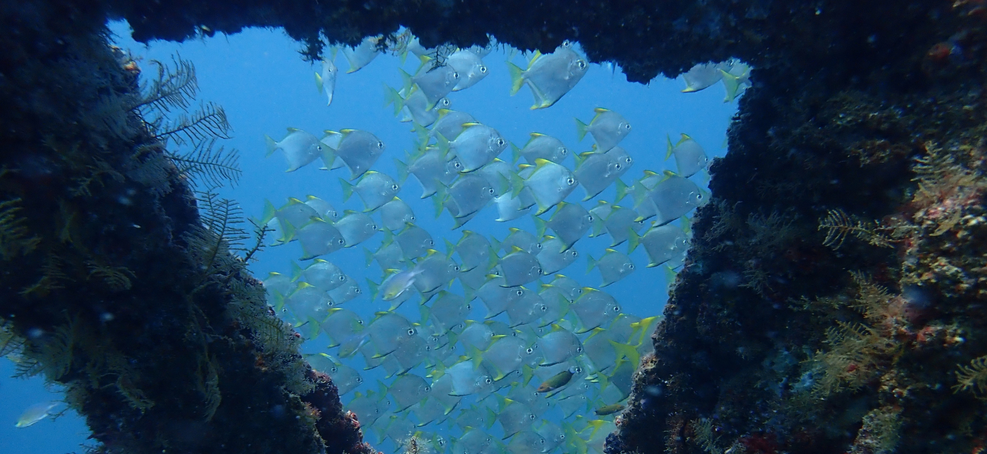 Tropical fish swim past corals growing on artificial structure in Brunei