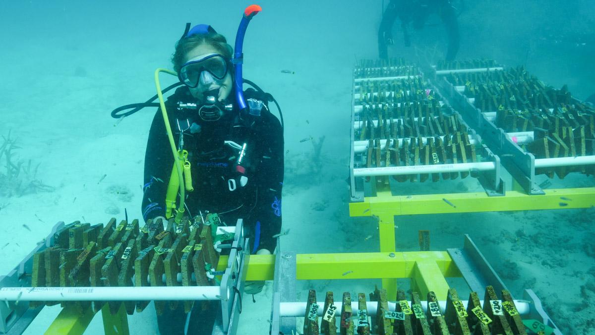 Diver next to racks containing tiles that are home to baby corals