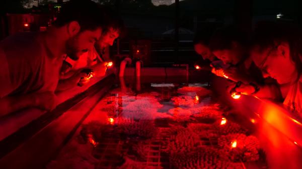 Researchers watch for coral spawning under red light in the SeaSim