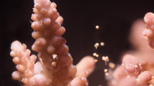 Pink hard coral releasing small bundles of egg and sperm into the water