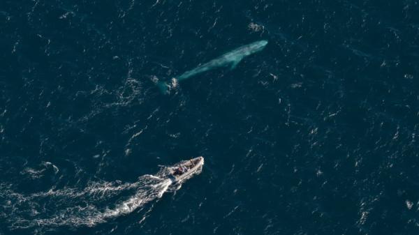 top down photo of small boat moving next to large pygmy blue whale underwater