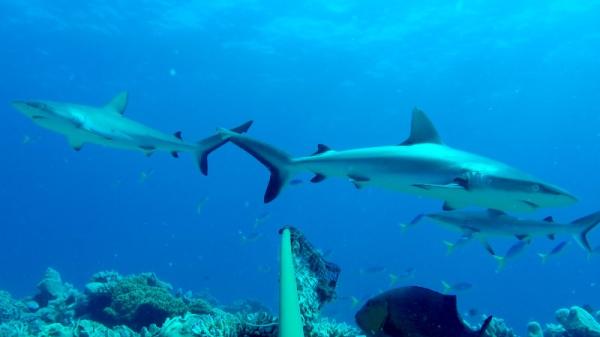 4 greey sharks swim around pole and bait bag
