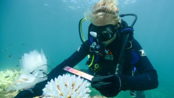 Diver measures bleached coral