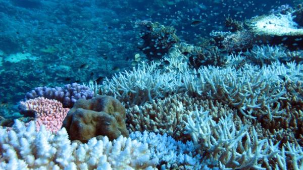 Coral reef scene at Rowleys with bleached corals and fish