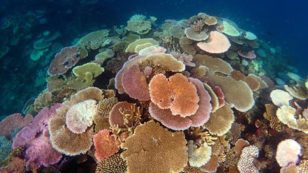 A coral reef with some bleached corals